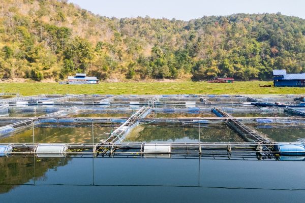 group-fish-raising-cage-with-many-freshwater-fish-large-reservoir-countryside-dam-local-farmer-thailand-front-view-copy-space-min